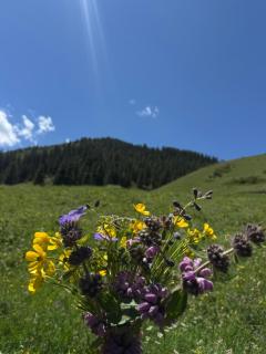 Davan Guest House& Horse Trekking - 9