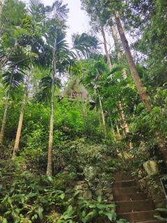 Silver Mist Jungle Cabana Ella - 0
