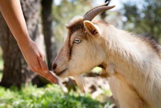 Goat-Tastic Retreat: Tub, Fire Pit, Porch & Pool - 5