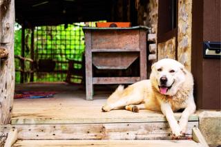 A Rustic Romantic Getaway in Texas Hill Country - 7