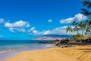 Maui Banyan P202 - 0