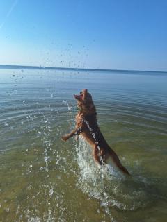 MORSKIE KĄTY - w otoczeniu przyrody Zalewu Wiślanego, spacerem do morza, DOG-friendly - 3