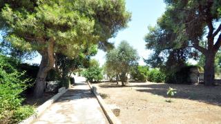 ALBERO DI ANTONIA ROOM, by Salento Affitti - 6