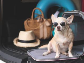 Four Points by Sheraton Suites Tampa Airport Westshore - 6