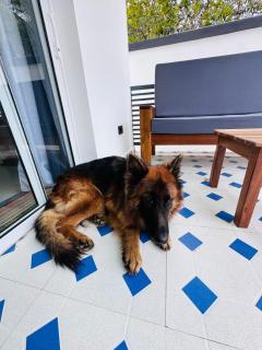 Appart neuf climatisé, piscine Nosy be - 8