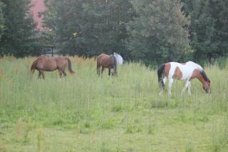 Hotel Pension Haus Stork - Holzhausen - 8