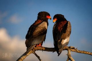 Sunset Bush Retreat & Safari's - 2