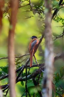 Moss Perch - An immersive rainforest experiential stay - 6