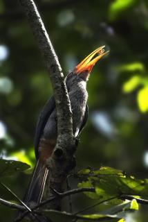Moss Perch - An immersive rainforest experiential stay - 1