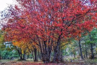 Apartamentos El Pajar del Abuelo - 8