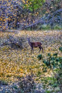 Apartamentos El Pajar del Abuelo - 7