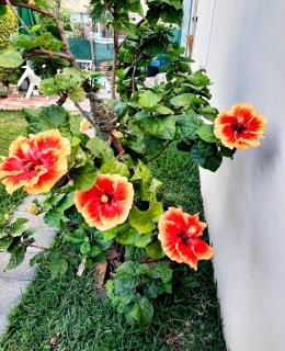 Charming Apartment in Flic en Flac – 50m² with Pool - 2