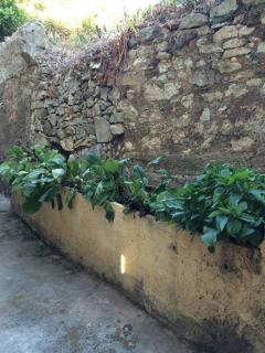 Maison de charme à Ajaccio avec terrasse et jardin - 3