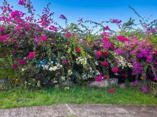 Appartement cosy au Robert - 28 m² avec jardin sublime - 1