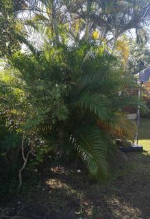 Maison charmante à Saint-Pierre avec jardin - 1