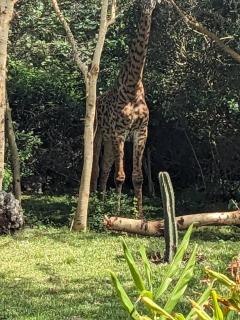 Giraffe Gallery Home - 1