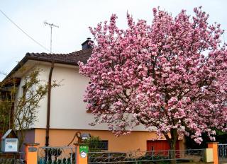 Appartement charmant à Jebsheim avec terrasse et jardin - 9