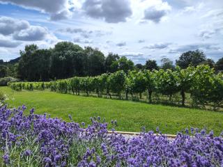 Vine View Lodge near Ledbury - 8