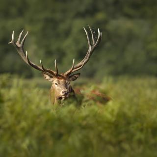 Espace Rambouillet parc forestier et animalier BIVOUAC - Sonchamp - 8