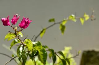 Garden Inn - 1