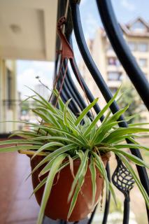 Lovely Apartment in Westlands - 7