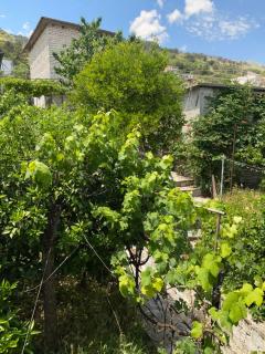 Flowers House - 6