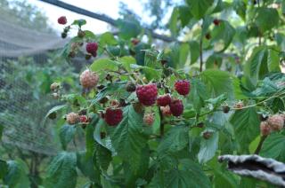 Hotel Cramer Bed & Breakfast - Werlte - 3