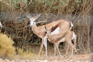 Grysbok Self Catering Accommodation - Oudtshoorn - 8