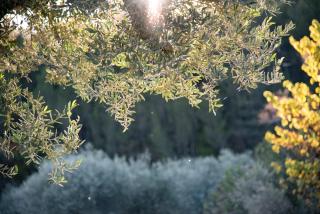 Terre Luberon - 7