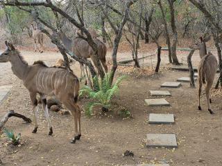 UBEJANI House - 951 Geelvis, Marloth Park - 3