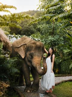 3 Pok Maewang jinxiang Gold elephant park - 6