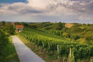 Turistična kmetija Dervarič - Ljutomer - 2