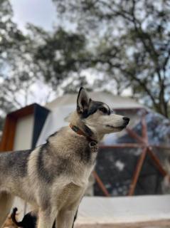 GlampingWoodzen - 3