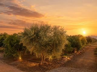 Private Pool Villa, Olive Grove & Big Yard - 3