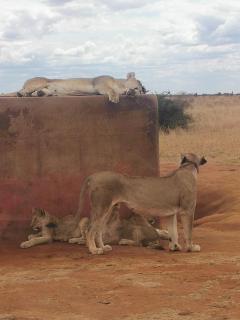 Tausa Tsavo Eco Lodge - 5