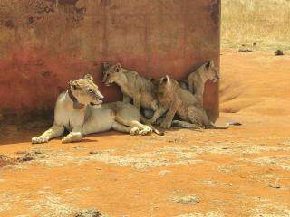 Tausa Tsavo Eco Lodge - 6