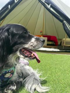 Yokai Camp Camping y Glamping en El Bierzo - 6