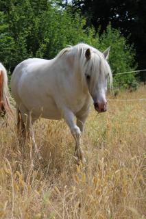 Entspannen auf dem kleinen Ponyhof - 9