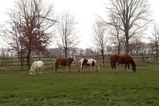 Entspannen auf dem kleinen Ponyhof - 6
