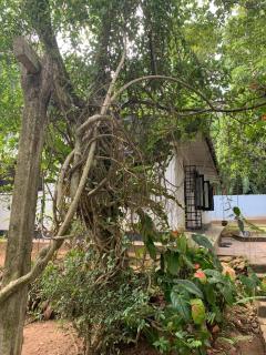 Emerald canopy retreat - 1