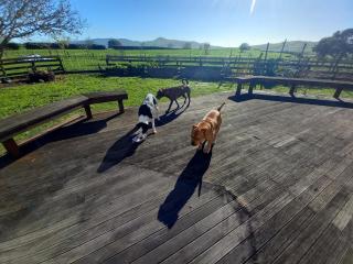 Farm house in Waikato - 9