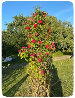 Skøn perle midt i naturen - 3