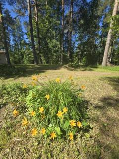 Revontulet ZH Tulimetsän Kylä - 5