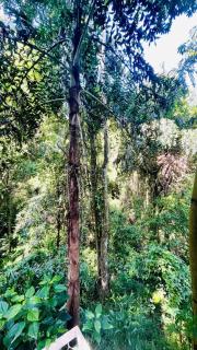 Green Forest Cabanas - Ella - 4