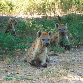 Lamin Safari Retreat - Whole Compund - 1