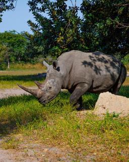 Lamin Safari Retreat - Whole Compund - 3