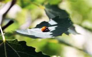 Bukhara Apartment - Buxoro - 0