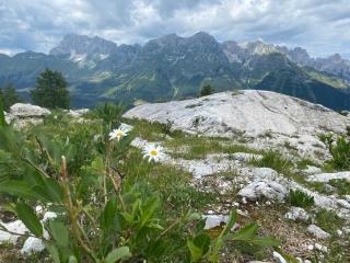 Apartma Confine - 6