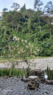 Green View Homestay & Jungle Trekking - 9
