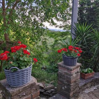 Arezzo - Il Rifugio nel Bosco - 1